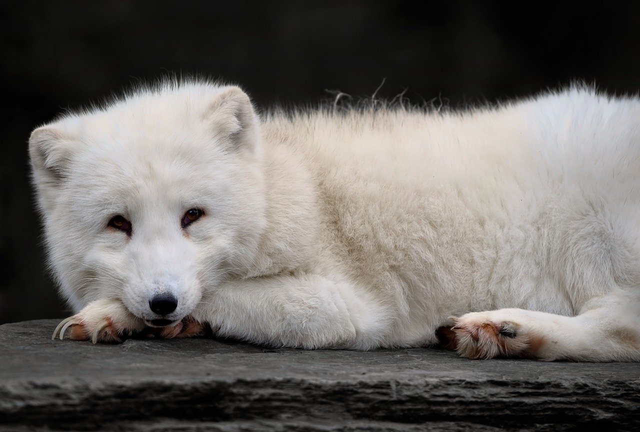 The Mystery of the Lost Civilizations of the Arctic Archipelago